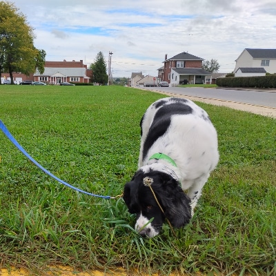 Dog Walking