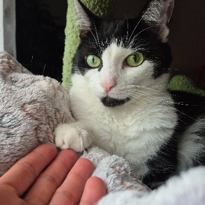 Pet Reiki